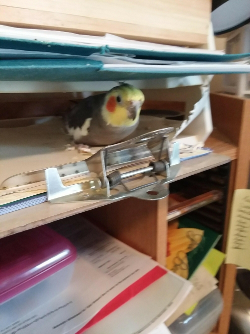Riley, the Cockatiel who shares our home and drives us nuts sometimes.
