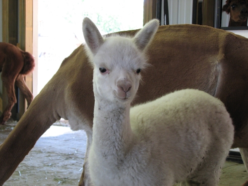 A baby Alpaca at a friends Alpaca Ranch