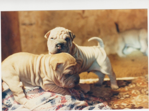 Two of the Shar-pei puppies I raised on the farm.
