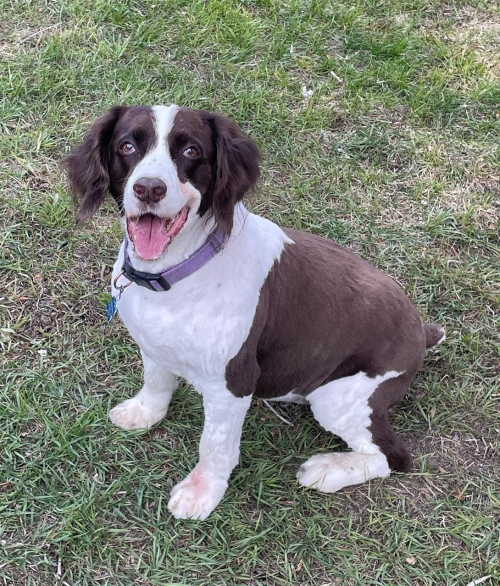 Sadie, my friend Gayle's dog who has crossed the rainbow bridge. I am putting Sadie into a painting for her pets with Jesus.